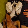 puppy, dog, blue_eyes, fluffy, tricolor, lying_down, paws_up, person, arm, couch, indoor, relaxed, pet, cute, fur, close_up, resting, companion, animal, domestic
