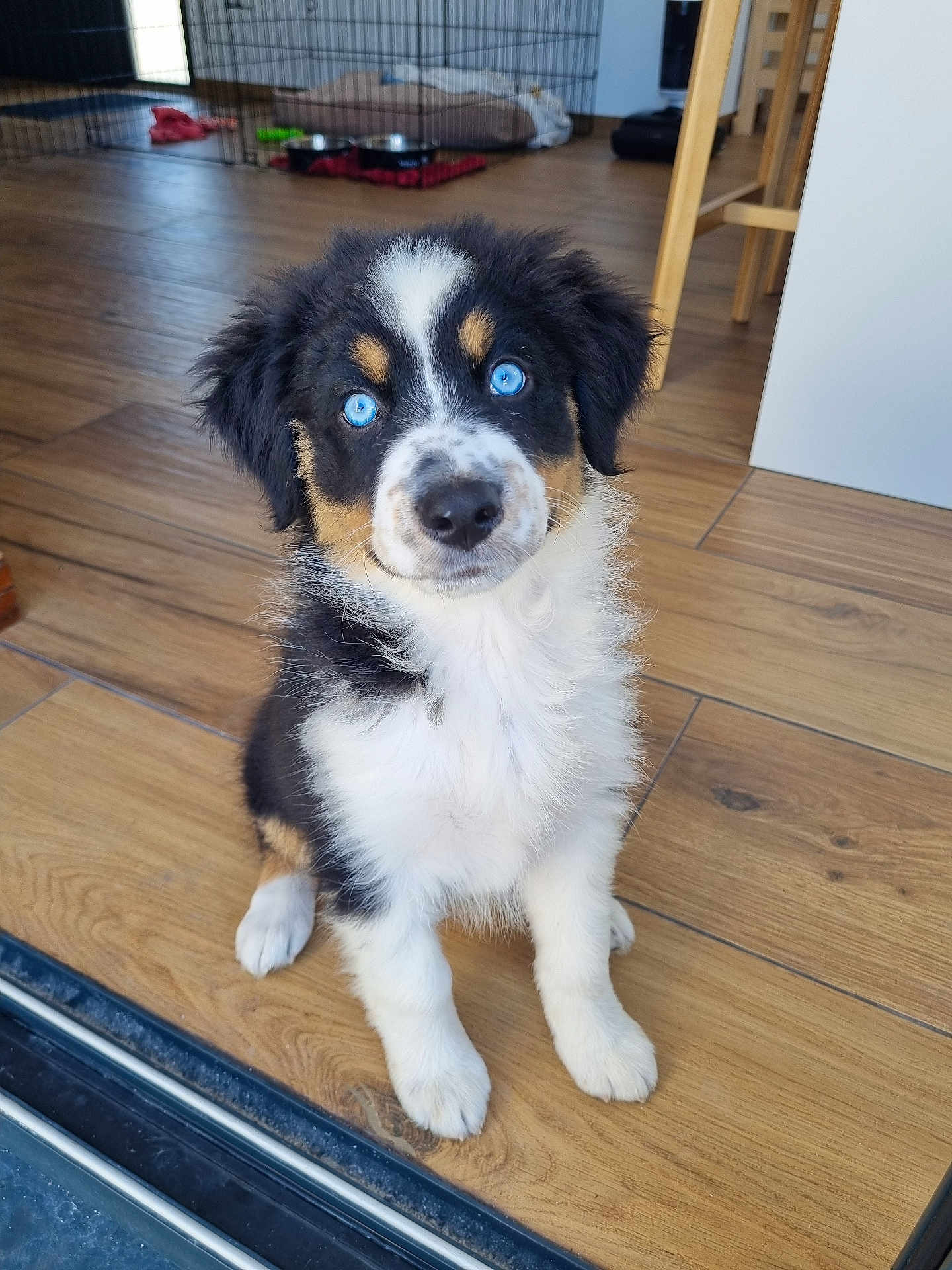 Aïko participe au concours pour gagner de l'argent avec cette photo : puppy, dog, blue_eyes, fur, cute, pet, indoor, floor, wooden_floor, furniture, chair, cage, dog_bowl, home, young_dog, sitting, looking, curious, animal, domestic