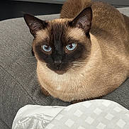 Yoda joined the competition — help win amazing prizes! cat, siamese_cat, blue_eyes, pet, animal, feline, indoor, couch, fabric, blanket, closeup, resting, cute, fur, whiskers, ears, face, home, cozy, relaxed