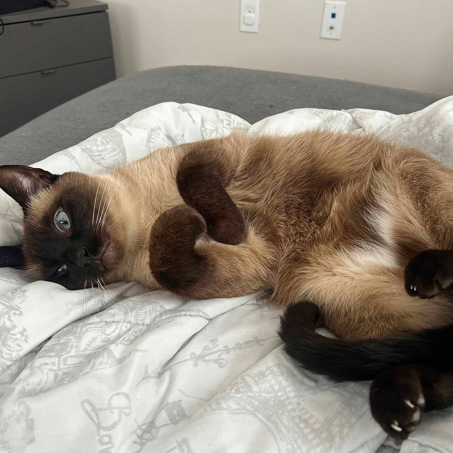 Yoda joined the competition — help win amazing prizes! cat, siamese_cat, pet, indoor, bed, blanket, comforter, fur, blue_eyes, relaxed, lying_down, paws, whiskers, tail, domestic_animal, cute, cozy, feline, animal, home
