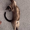 Yoda is registered to the contest to win money with this photo: cat, siamese_cat, pet, carpet, indoor, animal, feline, stretching, relaxed, curious, looking_up, brown, black, tail, whiskers, ears, paw, domestic, cute, cozy
