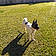 Sheba