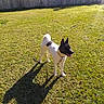 dog, grass, shadow, sunlight, backyard, fence, outdoor, pet, canine, animal, happy, daytime, nature, collar, standing, tongue_out, black_and_white, ears_up, leash, playful