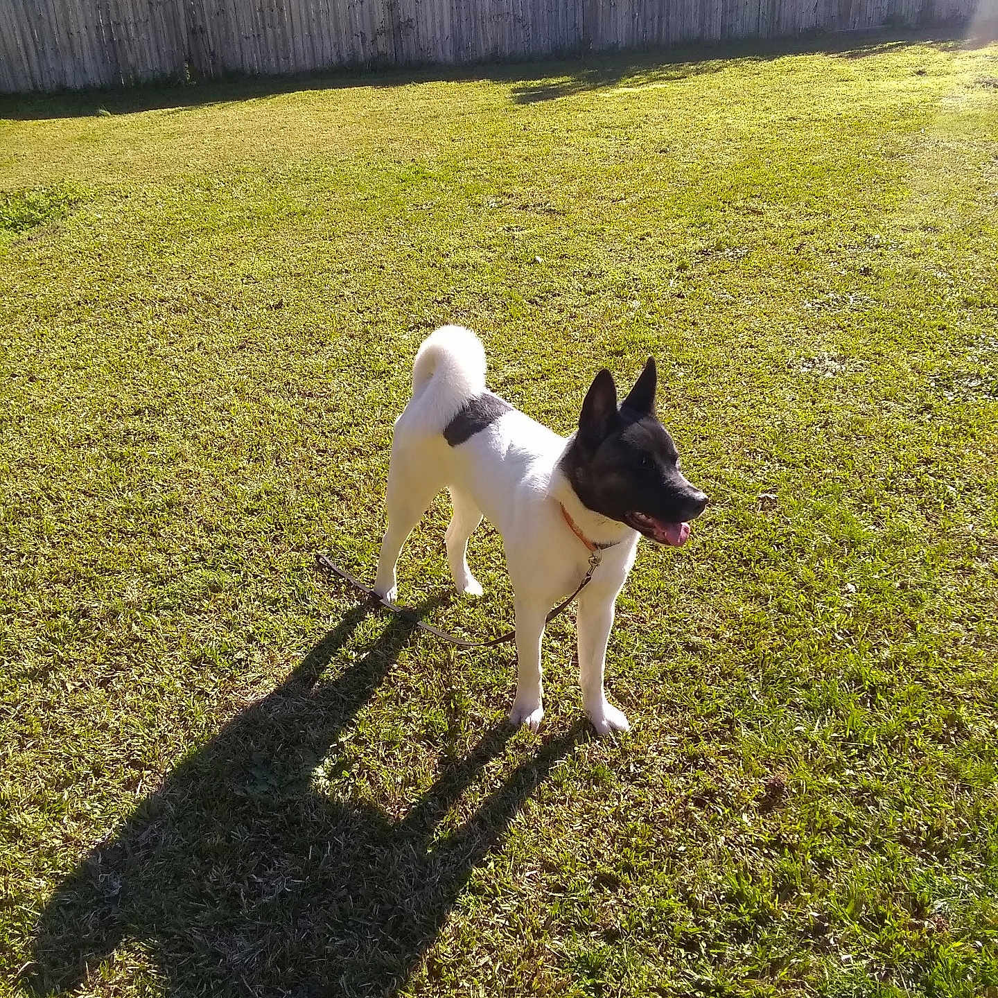 Sheba