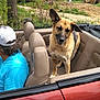 animal, beige_seats, blue_shirt, cap, car_interior, casual, convertible_car, daytime, dirt_road, dog, german_shepherd, leisure, man, nature, outdoor, person, pet, transportation, trees, vehicle