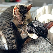 Kamala joined the competition — help win amazing prizes! animal, bed, black_cat, cat, closeup, companion, cozy, cute, ears, feline, friendship, fur, indoor, nuzzling, pet, resting, sleeping, sunlight, tabby_cat, whiskers