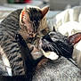 animal, bed, black_cat, cat, closeup, companion, cozy, cute, ears, feline, friendship, fur, indoor, nuzzling, pet, resting, sleeping, sunlight, tabby_cat, whiskers