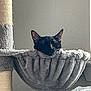 Kamala is registered to the contest to win money with this photo: animal, black_cat, cat, cat_tree, comfortable, cozy, cute, ears, face, furniture, gray, hammock, home, indoor, pet, plush, relaxed, resting, sleeping, wall