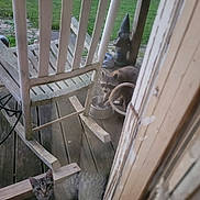 Stripes joined the competition — help win amazing prizes! animal, cat, curious, daylight, fence, garden_gnome, glass, greenery, metal_bowl, nature, outdoor, pet, porch, raccoon, rocking_chair, smudged_glass, wildlife, window, wood, wooden_floor