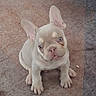Ace is registered to the contest to win money with this photo: puppy, french_bulldog, dog, pet, cute, ears, sitting, looking_up, floor, indoor, animal, young, small, mammal, companion, adorable, face, eyes, nose, paws