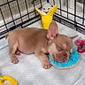 Ace is registered to the contest to win money with this photo: puppy, dog, sleeping, toy, plush, pen, cage, brown, cute, small, resting, indoor, pet, play, colorful, soft, animal, young, peaceful, cozy