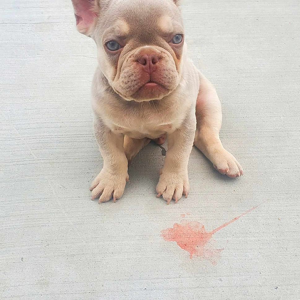 Ace joined the competition — help win amazing prizes! puppy, french_bulldog, dog, concrete, scooter, foot, paint_splash, outdoor, pet, animal, young, cute, small, sitting, closeup, background, sidewalk, play, child, barefoot