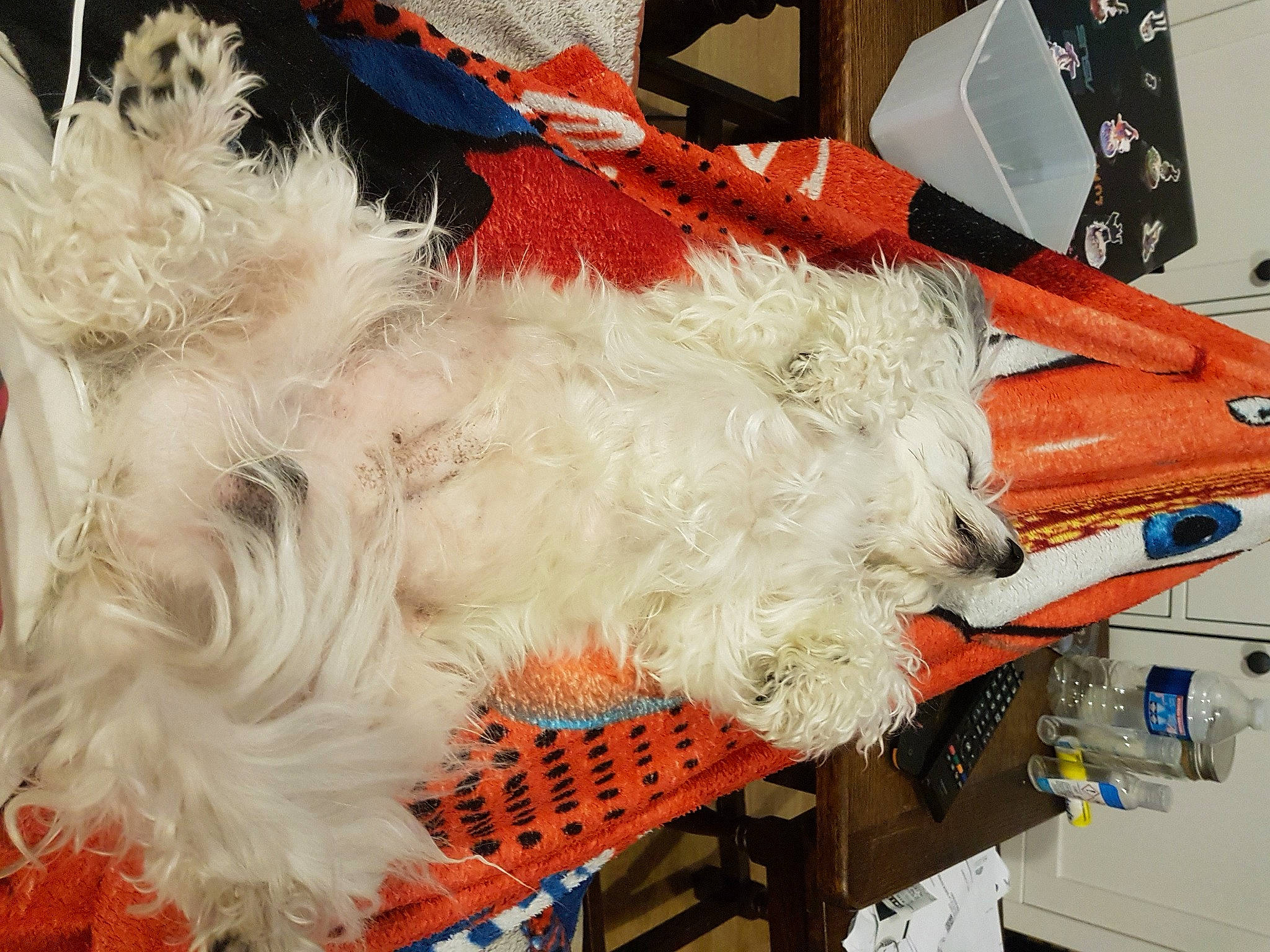 Eros participe au concours pour gagner de l'argent avec cette photo : animal_product, costume, costume_accessory, embellishment, feather, fur, natural_material, stuffed_toy