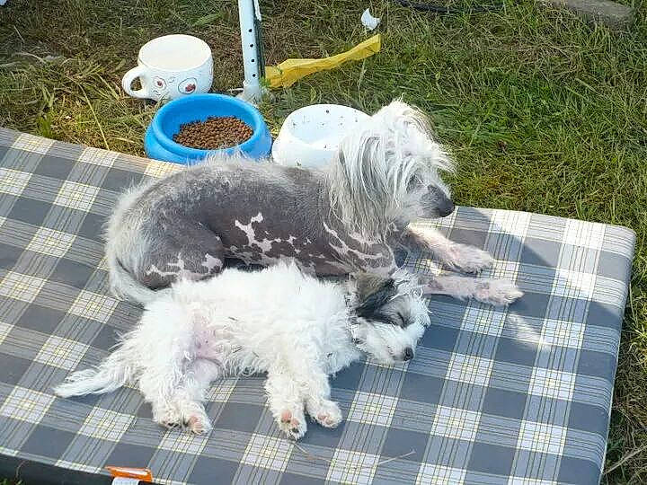 Eros a rejoint le concours — aidez-le/la à gagner de superbes lots ! canidae, carnivore, companion_dog, dog, dog_breed, dog_supply, fur, home_accessories, linens, maltepoo, non_sporting_group, plaid, romanian_mioritic_shepherd_dog, small_terrier, sporting_group, tartan, terrier, toy_dog, working_animal, working_dog