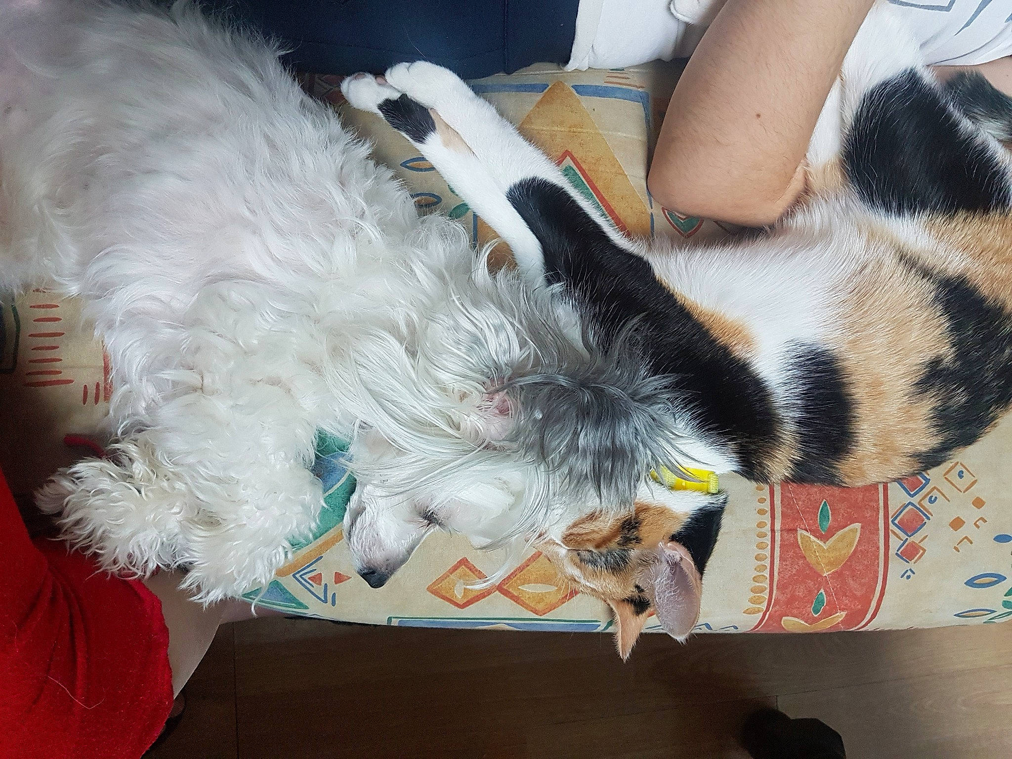 Eros participe au concours pour gagner de l'argent avec cette photo : carnivore, cat, claw, felidae, fur, natural_material, paw, small_to_medium_sized_cats, tail, vertebrate, whiskers