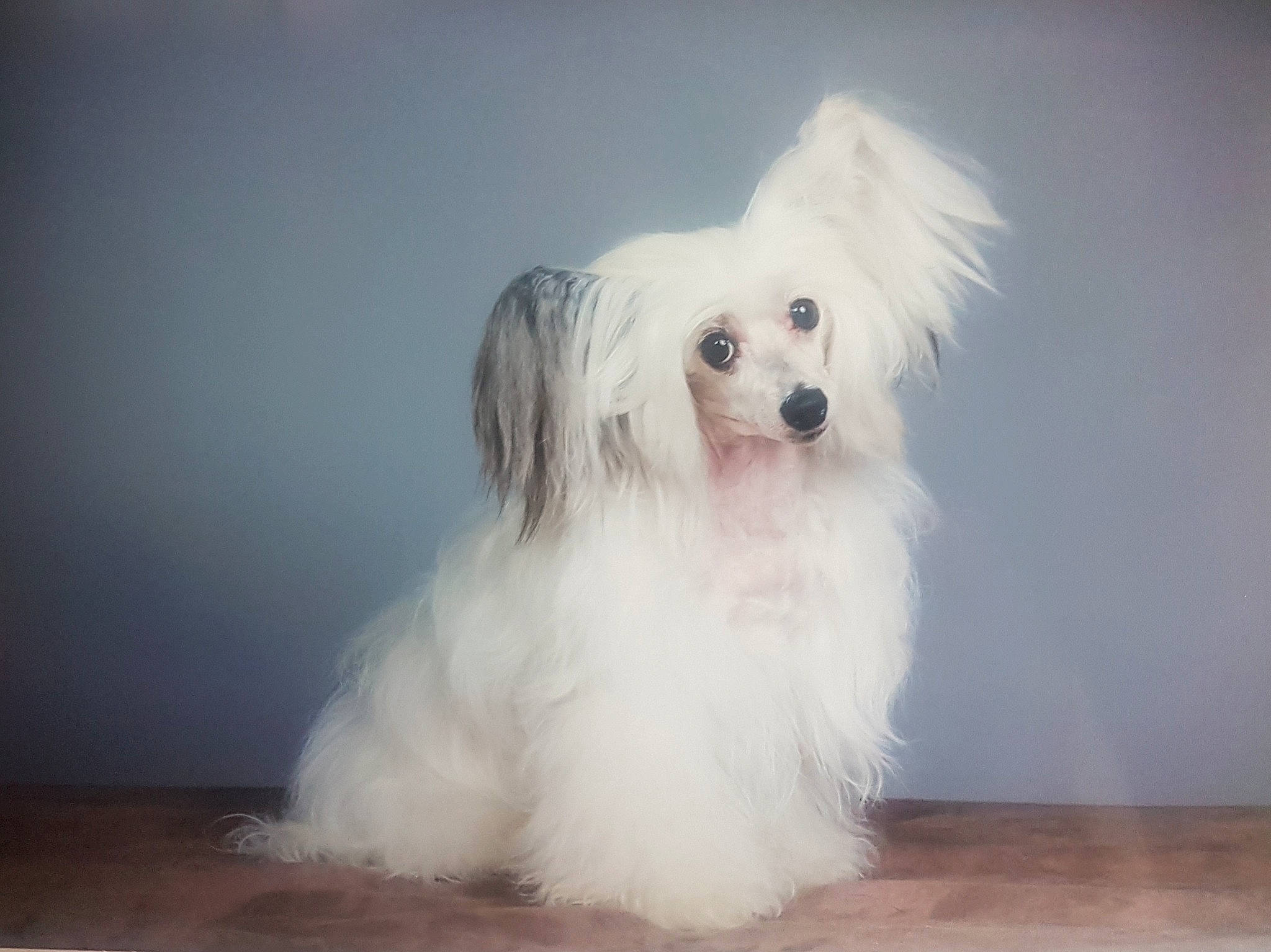 Eros participe au concours pour gagner de l'argent avec cette photo : canidae, carnivore, chinese_crested_dog, companion_dog, coton_de_tulear, dog, dog_breed, havanese, lowchen, maltese, mammal, phalene, rare_breed_dog, toy_dog, vertebrate