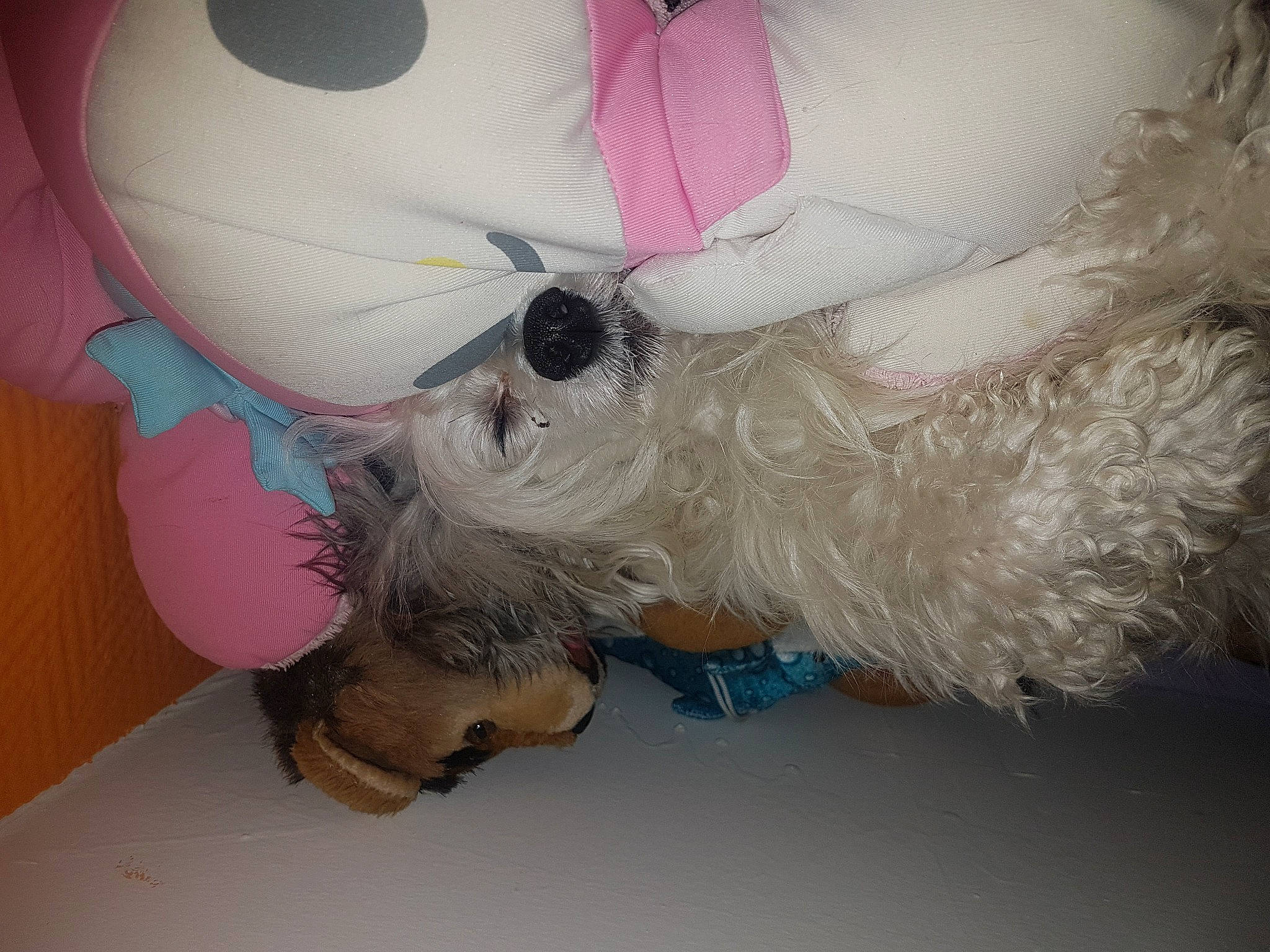 Eros a rejoint le concours — aidez-le/la à gagner de superbes lots ! canidae, carnivore, collar, companion_dog, dog, dog_breed, dog_collar, dog_supply, fawn, pet_supply, pink, small_terrier, snout, sporting_group, stuffed_toy, terrier, toy, toy_dog, vertebrate, working_animal