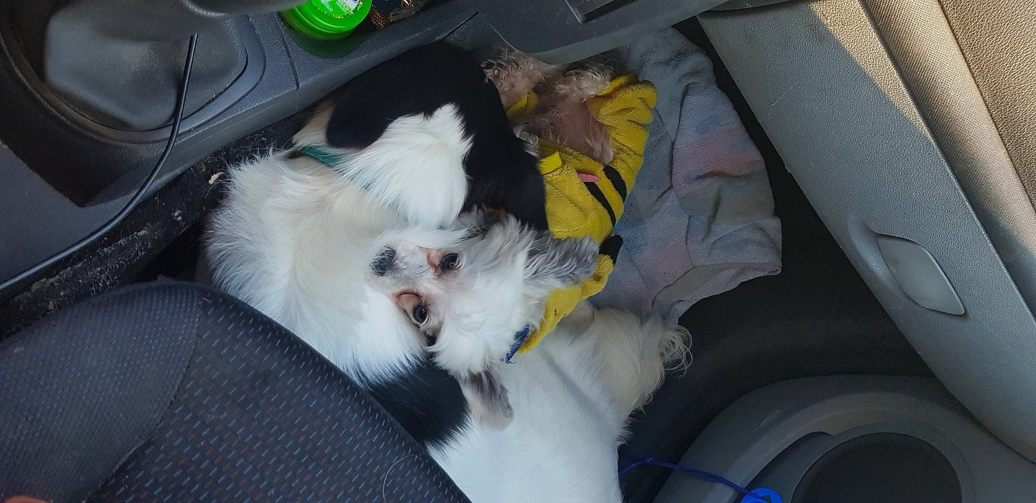 Raziel a rejoint le concours — aidez-le/la à gagner de superbes lots ! canidae, car_seat, carnivore, companion_dog, dog, dog_breed, fur, input_device, mouse, plastic_bottle, synthetic_rubber, tire_care, tongue, toy_dog, tread, vertebrate, whiskers, working_animal