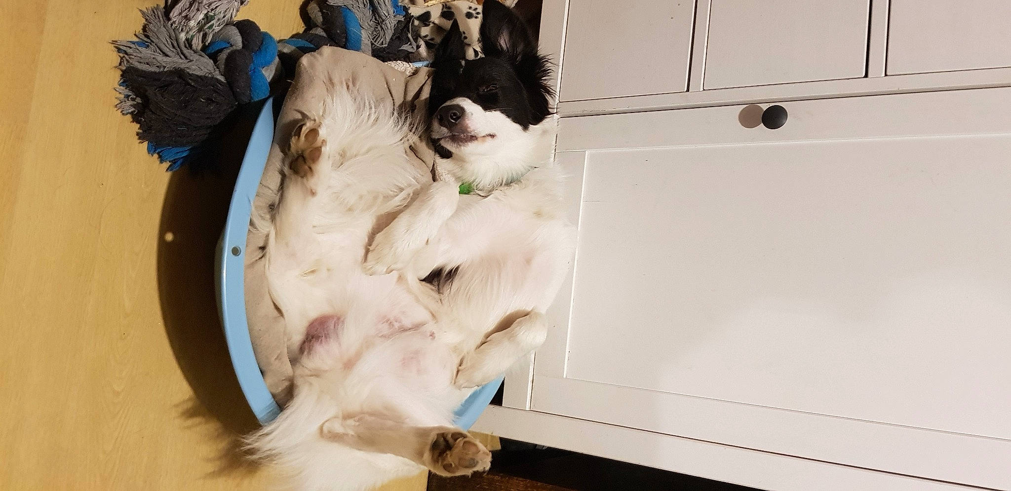 Raziel a rejoint le concours — aidez-le/la à gagner de superbes lots ! border_collie, bucovina_shepherd_dog, canidae, carnivore, companion_dog, dog, dog_breed, fur, herding_dog, snout, sporting_group, vertebrate, working_animal, working_dog