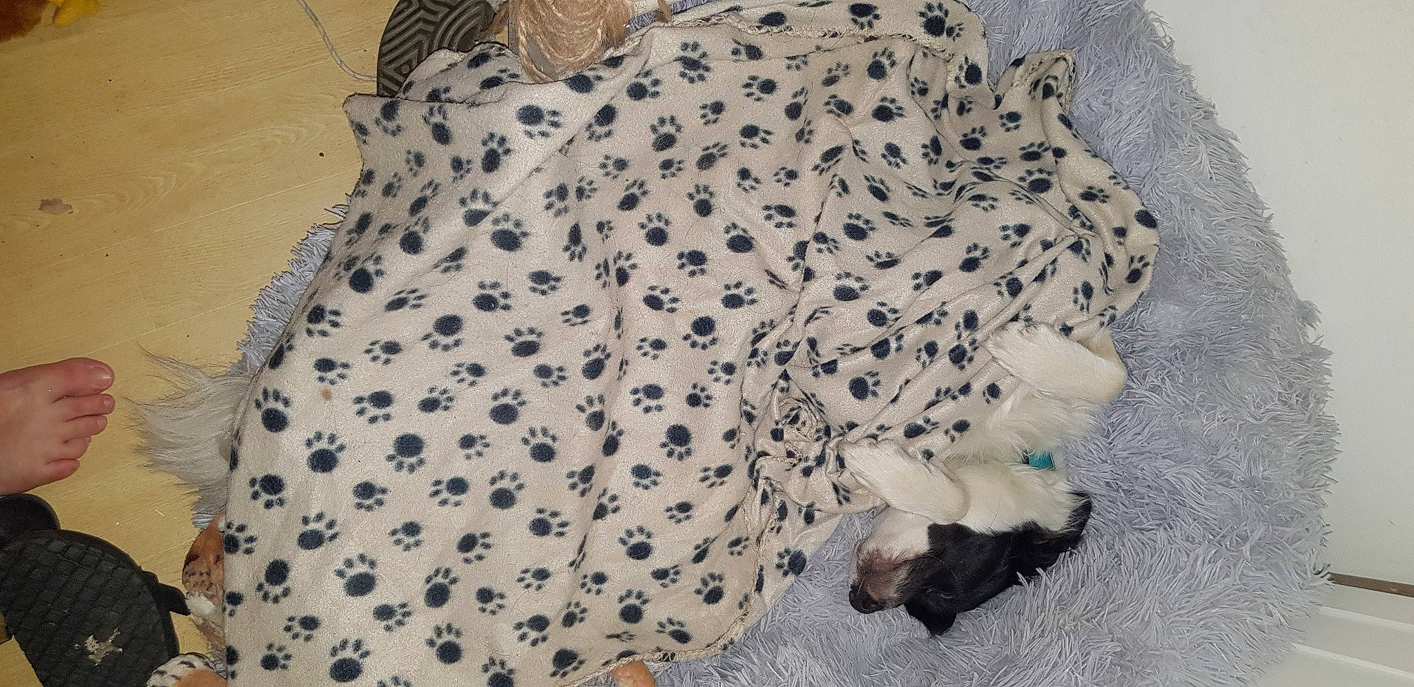 Raziel participe au concours pour gagner de l'argent avec cette photo : beige, canidae, carnivore, companion_dog, day_dress, dog, dog_breed, dog_supply, fawn, linens, one_piece_garment, pattern, pet_supply, sporting_group, working_animal