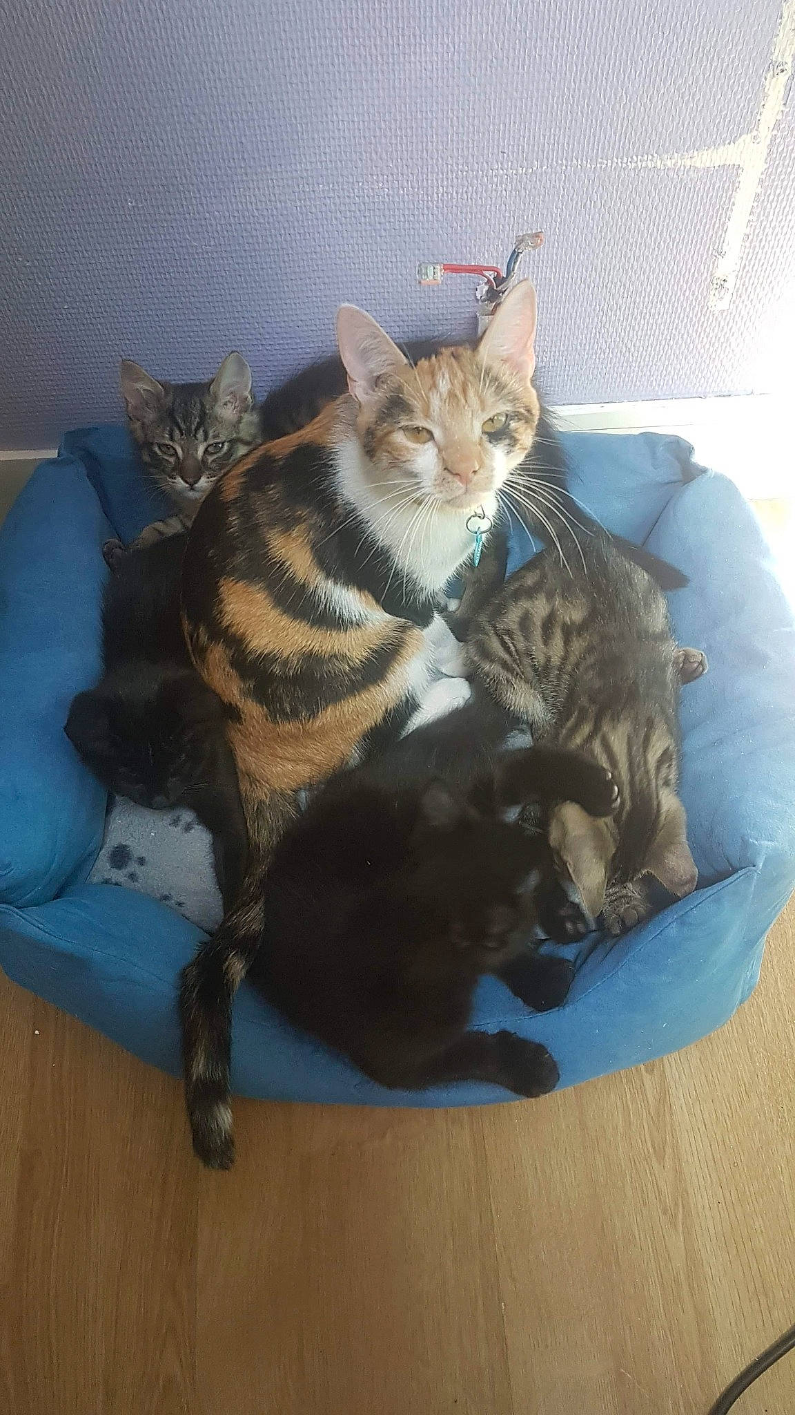 Nyx a rejoint le concours — aidez-le/la à gagner de superbes lots ! carnivore, cat, cat_supply, comfort, domestic_short_haired_cat, felidae, fur, laminate_flooring, mammal, pet_supply, small_to_medium_sized_cats, tabby_cat, tail, vertebrate, whiskers, wood_flooring