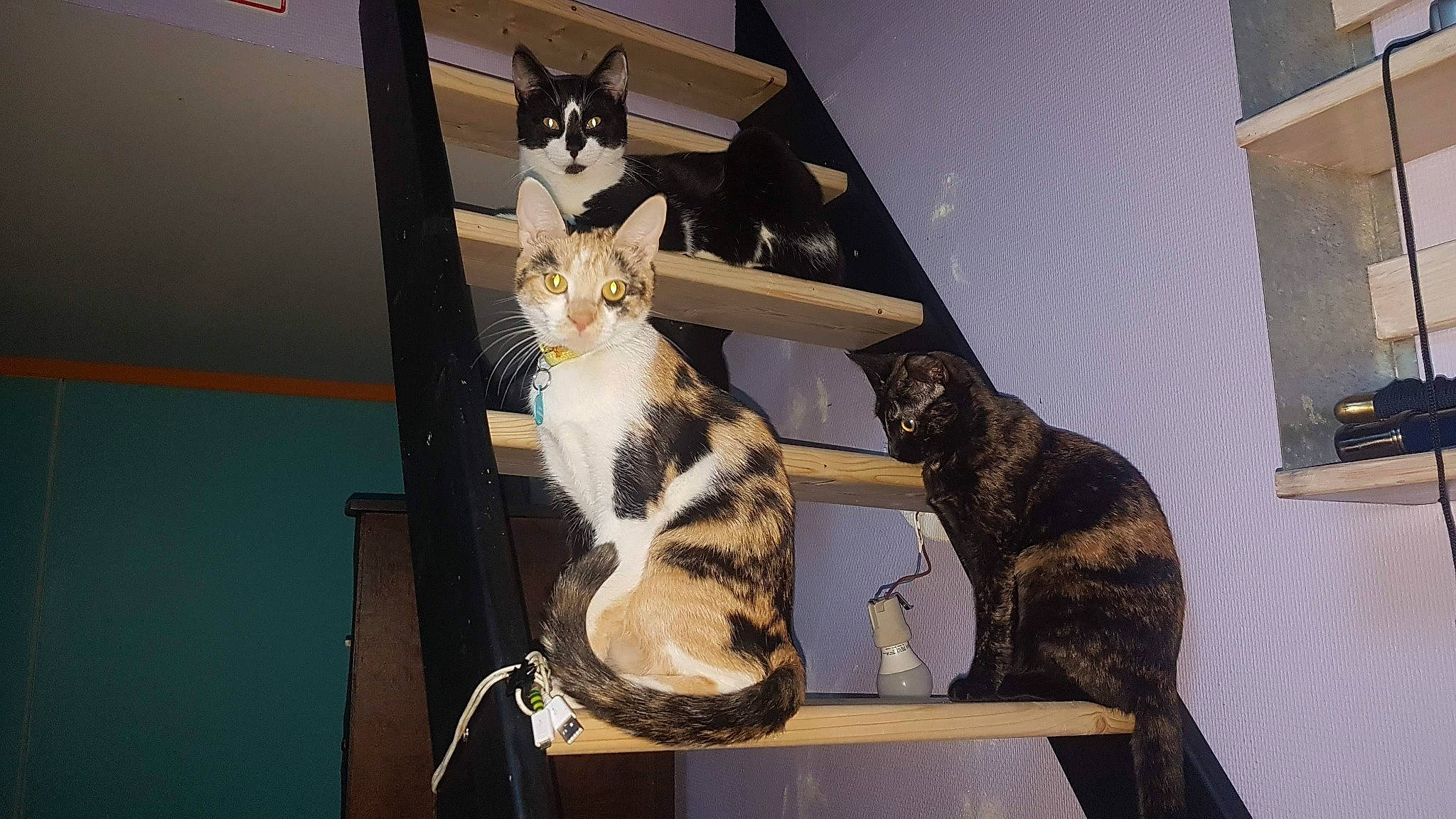 Nyx participe au concours pour gagner de l'argent avec cette photo : carnivore, cat, domestic_short_haired_cat, felidae, fur, small_to_medium_sized_cats, tail, vertebrate, whiskers