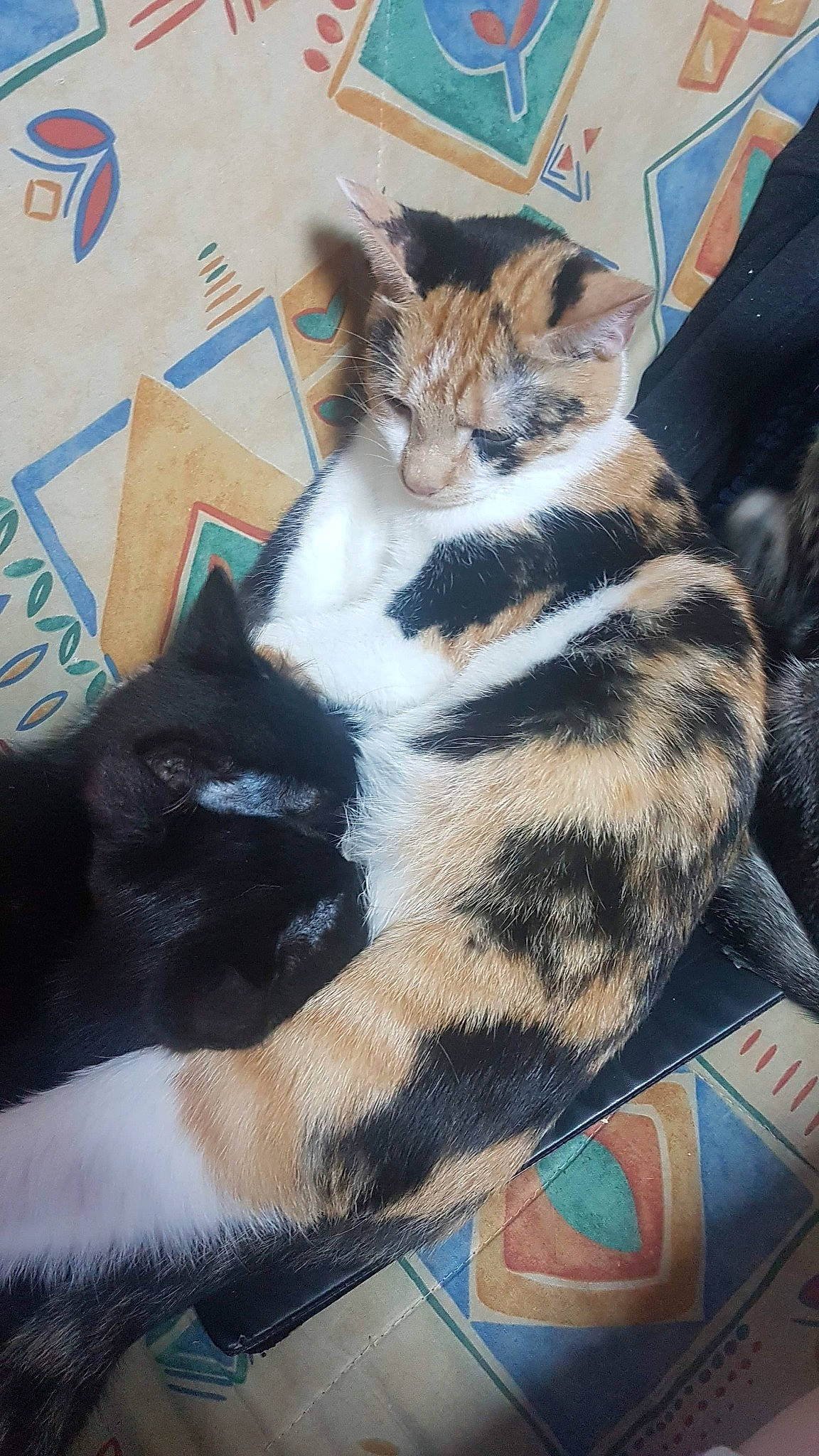 Nyx participe au concours pour gagner de l'argent avec cette photo : carnivore, cat, domestic_short_haired_cat, felidae, fur, small_to_medium_sized_cats, snout, terrestrial_animal, vertebrate, whiskers