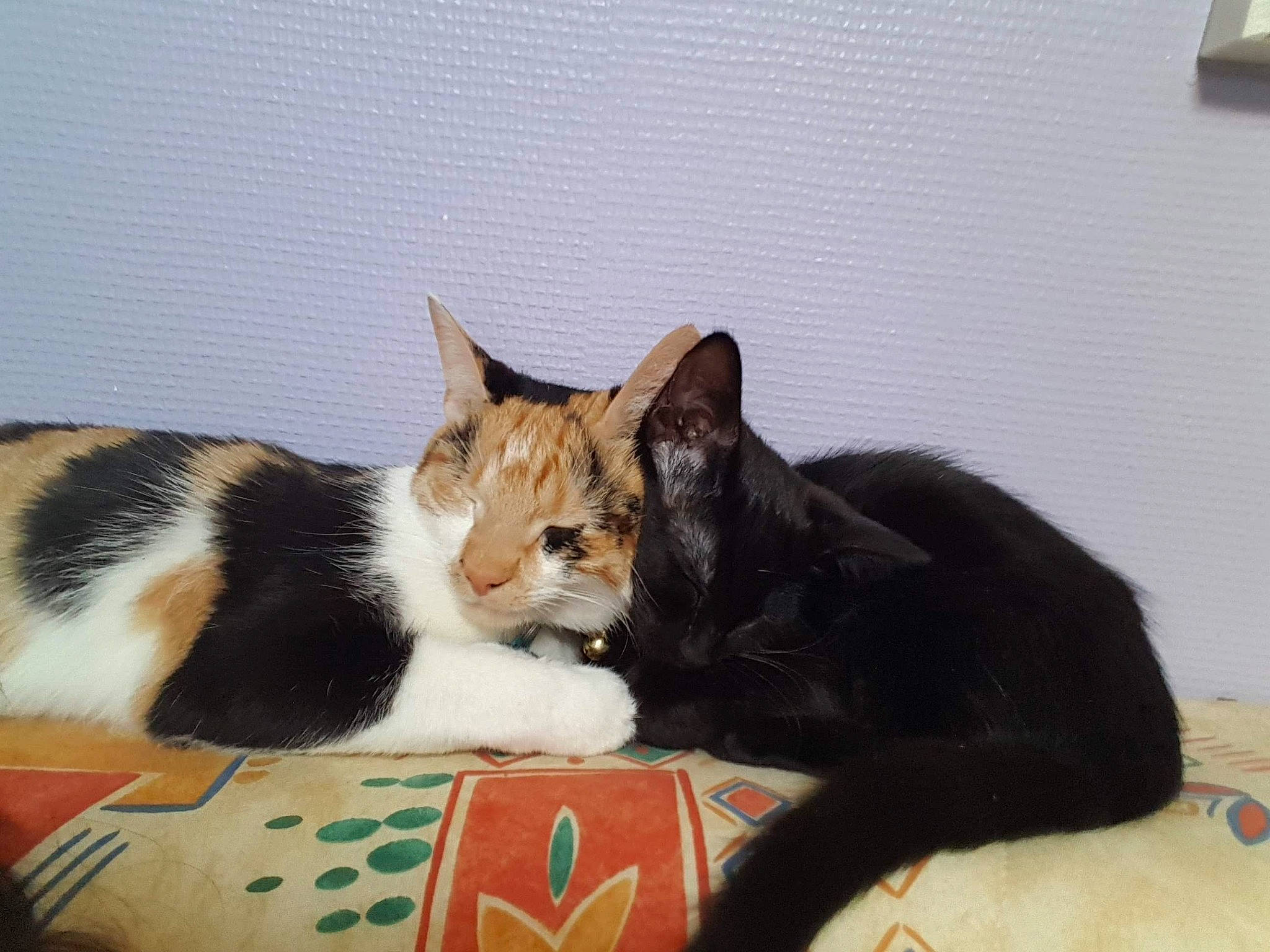 Nyx participe au concours pour gagner de l'argent avec cette photo : carnivore, cat, comfort, domestic_short_haired_cat, felidae, fur, small_to_medium_sized_cats, snout, tail, terrestrial_animal, vertebrate, whiskers