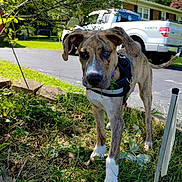 Boogs joined the competition — help win amazing prizes! dog, puppy, brindle, white_paws, grass, leaves, garden, outdoor, daylight, driveway, truck, tree, greenery, pet, canine, animal, nature, young_dog, curious, collar