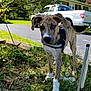 dog, puppy, brindle, white_paws, grass, leaves, garden, outdoor, daylight, driveway, truck, tree, greenery, pet, canine, animal, nature, young_dog, curious, collar