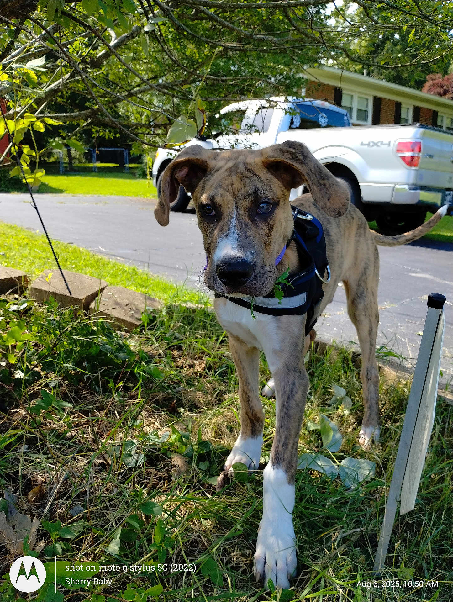 Boogs joined the competition — help win amazing prizes! dog, puppy, brindle, white_paws, grass, leaves, garden, outdoor, daylight, driveway, truck, tree, greenery, pet, canine, animal, nature, young_dog, curious, collar