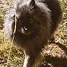 cat, gray_cat, fluffy, long_hair, furry, animal, pet, outdoor, grass, ground, walking, standing, leash, whiskers, ears, eyes, nose, shadow, sunlight, closeup