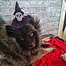 Fifille participe au concours pour gagner de l'argent avec cette photo : dog, black_dog, fluffy, long_hair, witch_hat, halloween, skull, costume, pet, animal, lying_down, red_blanket, indoors, brick_wall, portrait, brown_eyes, fur, playful, cozy, festive
