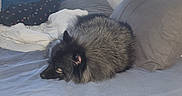 Fifille a rejoint le concours — aidez-le/la à gagner de superbes lots ! dog, sleeping, curled_up, fluffy, black_fur, pet, bed, bedroom, bedding, pillows, cozy, indoor, resting, lying_down, animal, snout, ears, fur, home, nap