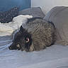 dog, sleeping, curled_up, fluffy, black_fur, pet, bed, bedroom, bedding, pillows, cozy, indoor, resting, lying_down, animal, snout, ears, fur, home, nap