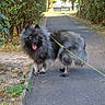 Fifille a rejoint le concours — aidez-le/la à gagner de superbes lots ! dog, pet, fluffy, black_dog, pomeranian, standing, tongue_out, leash, outdoor, garden, path, hedges, greenery, sunlight, park, animal, fur, portrait, walking, happy