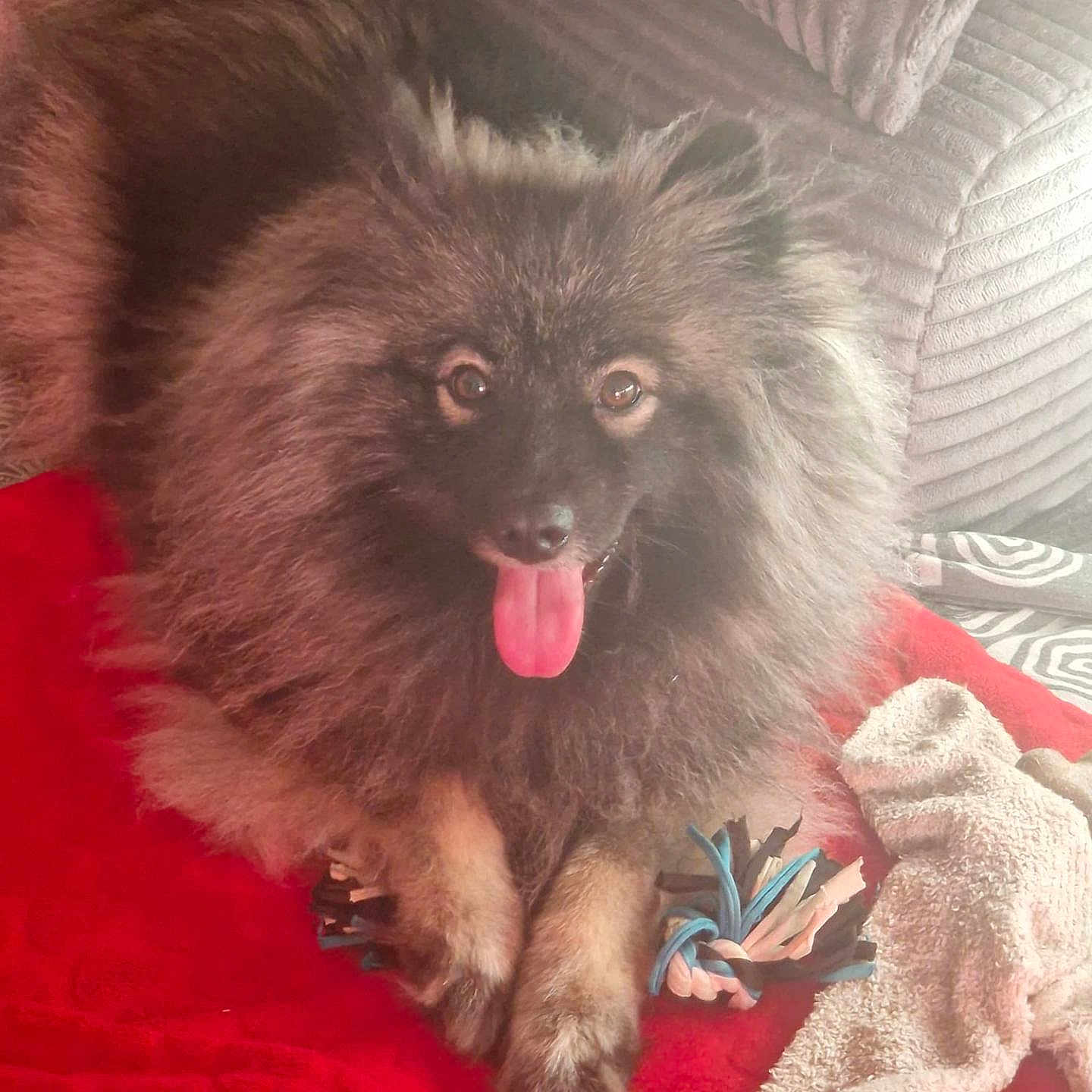 Fifille participe au concours pour gagner de l'argent avec cette photo : dog, puppy, fluffy, long_hair, black_fur, brown_fur, tongue_out, sitting, lying_down, pet, animal, cute, playful, indoor, blanket, red_blanket, couch, cushion, plush_toy, rope_toy