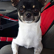 Willow a rejoint le concours — aidez-le/la à gagner de superbes lots ! dog, chihuahua, car, car_interior, seat, armrest, pet, animal, ears, black_and_white, small_dog, cute, looking_at_camera, indoor, seatbelt, red, fur, portrait, companion, domestic_animal