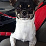 dog, chihuahua, car, car_interior, seat, armrest, pet, animal, ears, black_and_white, small_dog, cute, looking_at_camera, indoor, seatbelt, red, fur, portrait, companion, domestic_animal