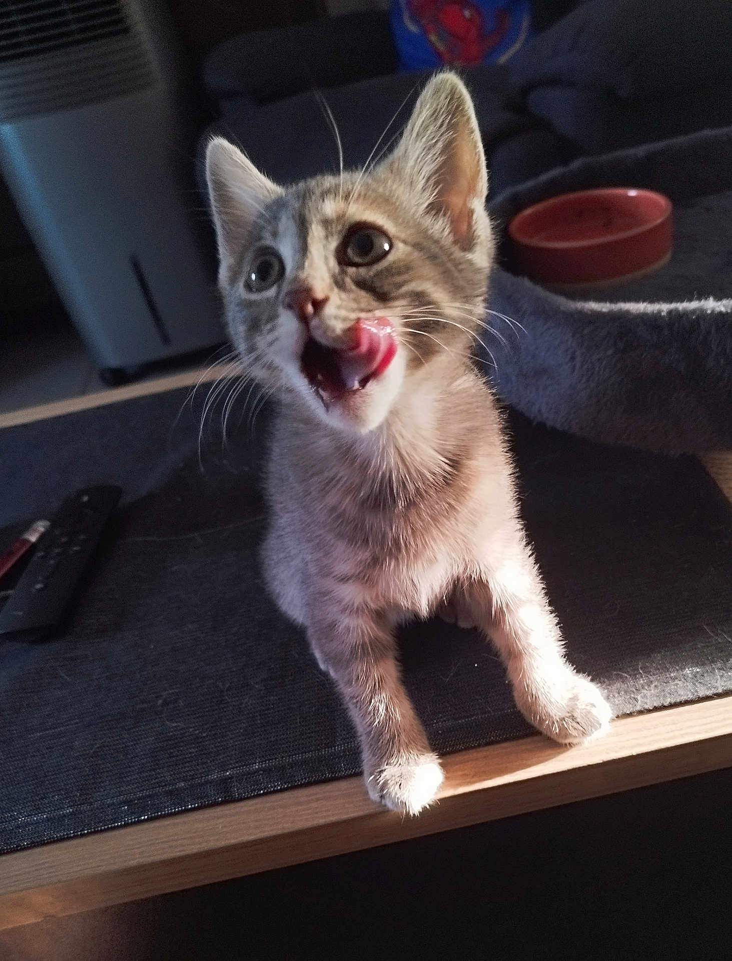 Shorekeeper participe au concours pour gagner de l'argent avec cette photo : kitten, cat, pet, indoor, table, tongue_out, curious, feline, fur, whiskers, playful, paw, food_bowl, pet_bed, light, shadow, closeup, young_animal, domestic_animal, cute