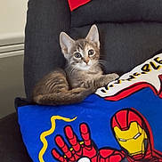 Shorekeeper participe au concours pour gagner de l'argent avec cette photo : kitten, cat, chair, pillow, iron_man, superhero, indoor, cute, pet, animal, feline, resting, colorful, fabric, pattern, domestic, young, whiskers, ears, eyes