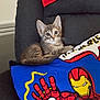 kitten, cat, chair, pillow, iron_man, superhero, indoor, cute, pet, animal, feline, resting, colorful, fabric, pattern, domestic, young, whiskers, ears, eyes