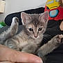 Shorekeeper participe au concours pour gagner de l'argent avec cette photo : kitten, cat, pet, animal, cute, feline, indoor, person, hand, paw, face, fur, living_room, couch, pillow, toy, relaxing, close_up, young, playful