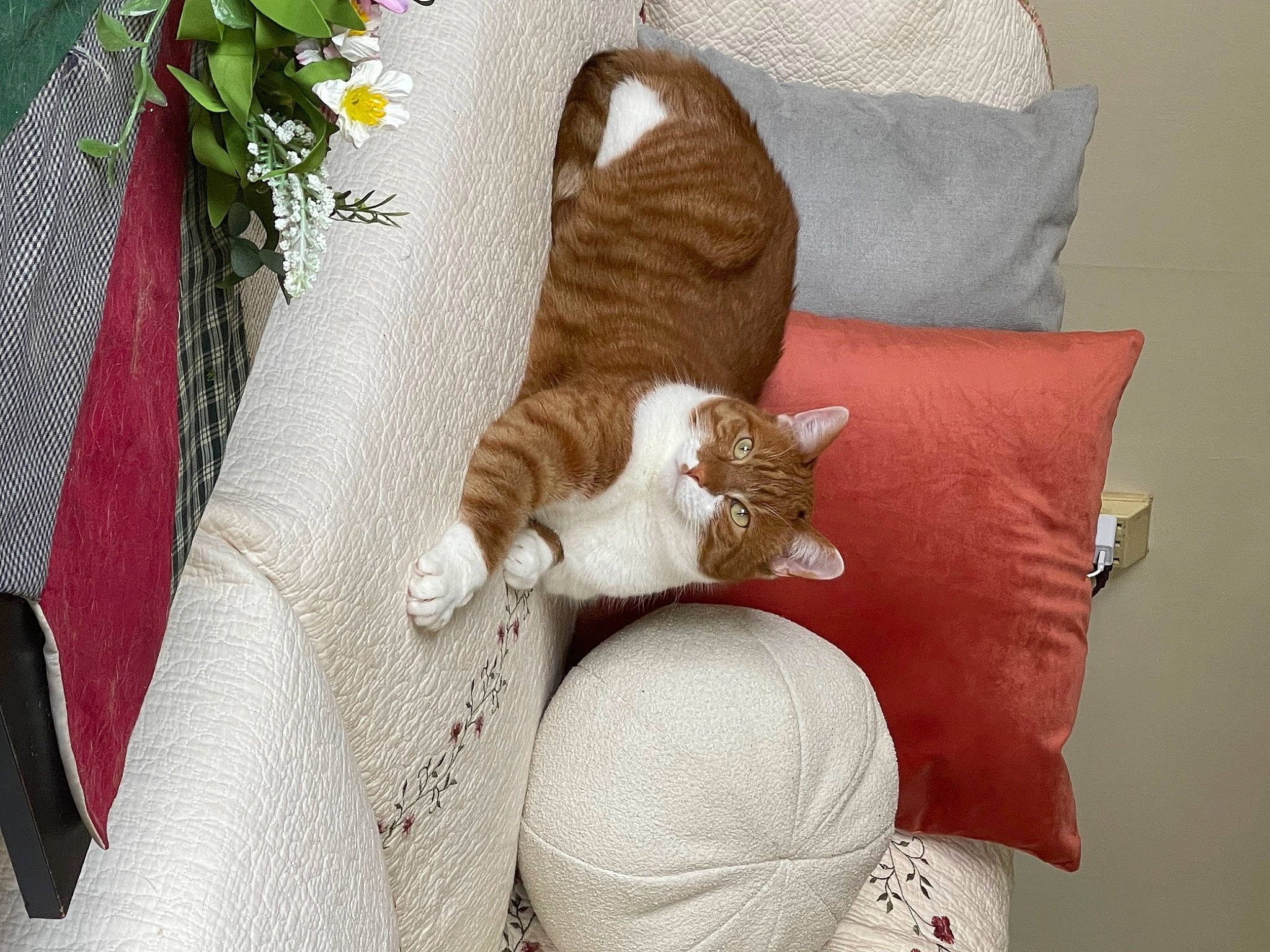 Sam · Dog and Cat Photo Contest