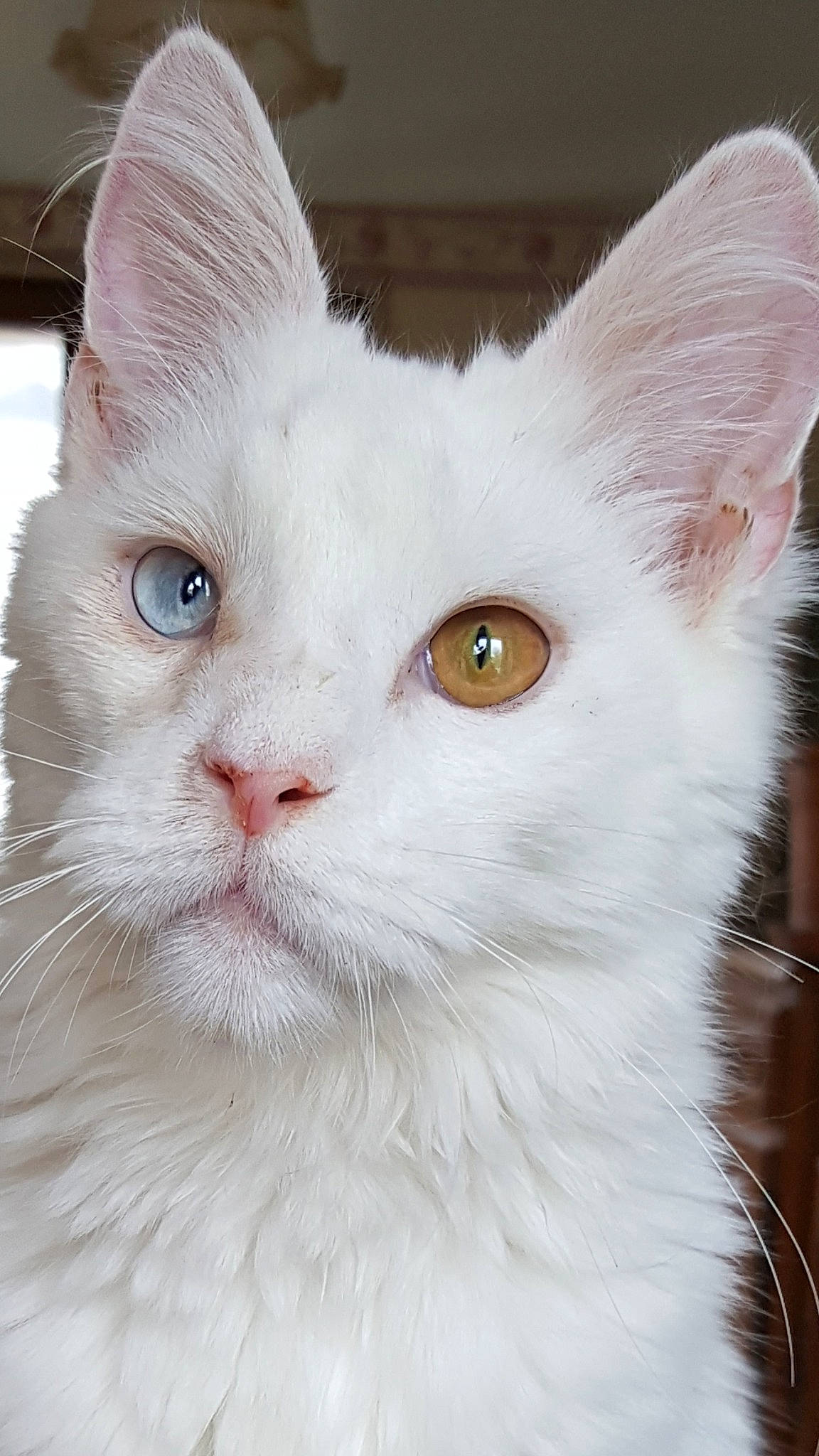 O'Malley participe au concours pour gagner de l'argent avec cette photo : carnivore, cat, close_up, comfort, domestic_short_haired_cat, ear, eye, felidae, fur, head, small_to_medium_sized_cats, snout, tail, terrestrial_animal, vehicle_registration_plate, whiskers, window