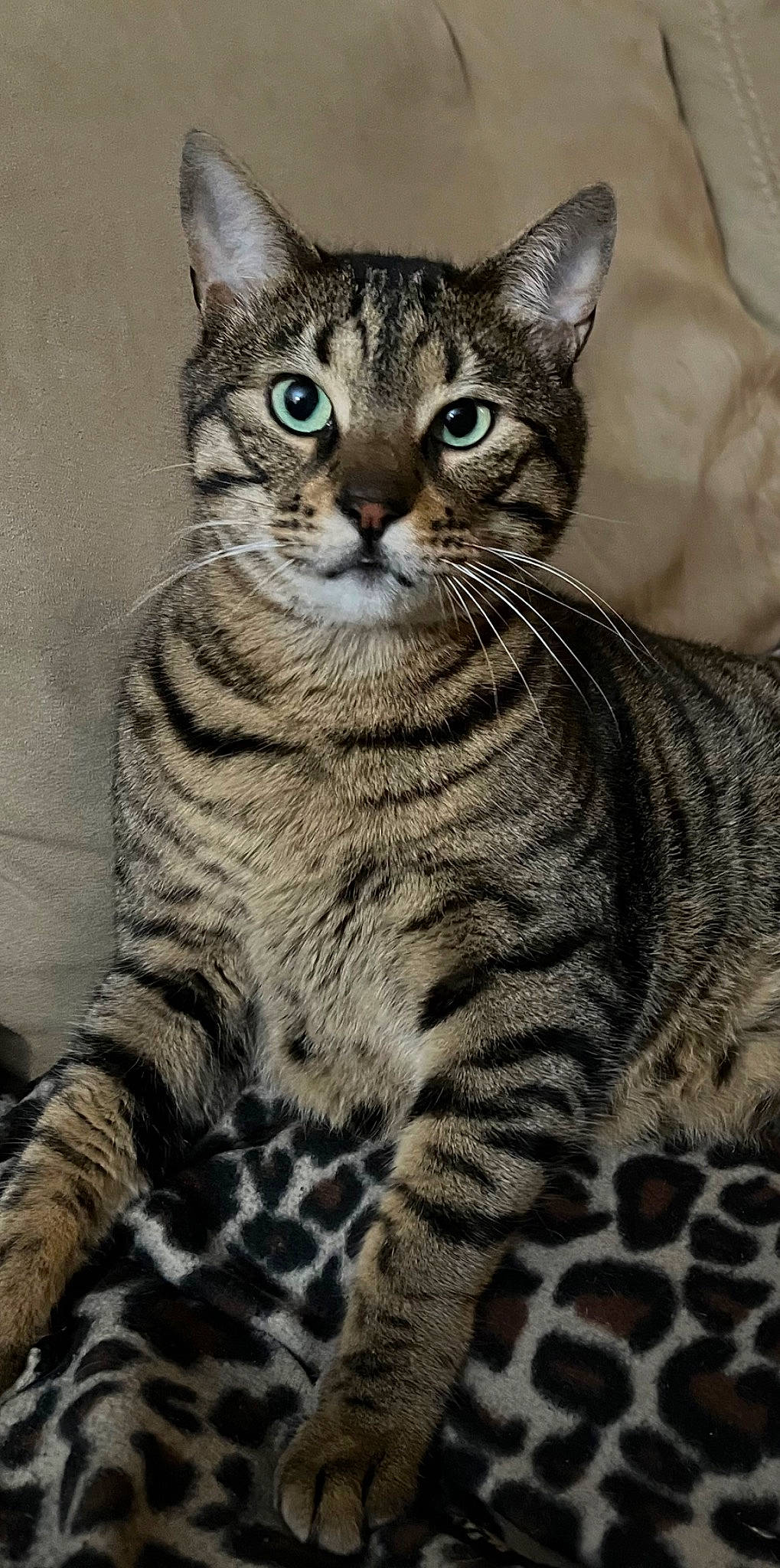 Niko is registered to the contest to win money with this photo: carnivore, cat, domestic_short_haired_cat, felidae, fur, small_to_medium_sized_cats, snout, terrestrial_animal, whiskers, wildlife