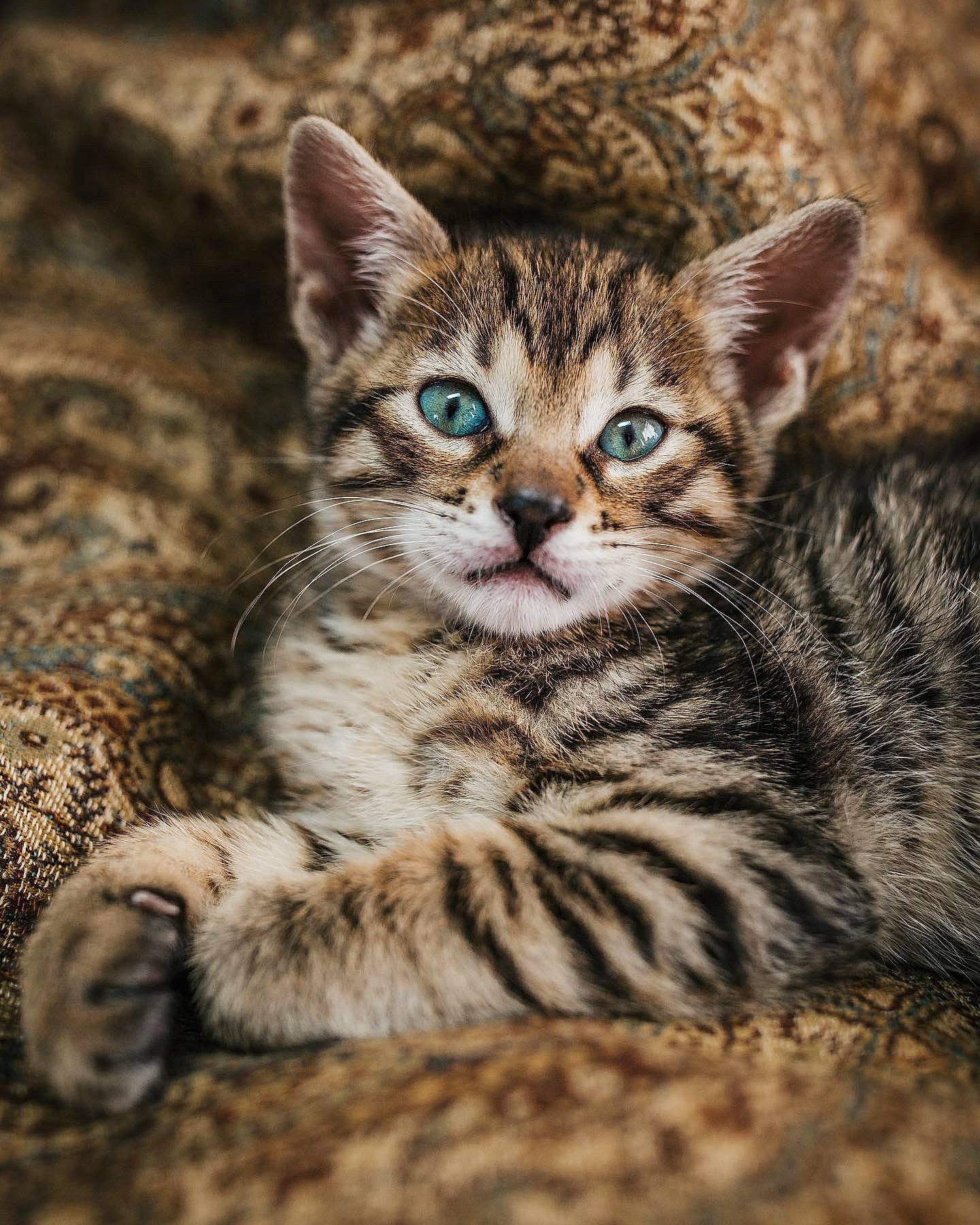 Niko joined the competition — help win amazing prizes! art, carnivore, cat, domestic_short_haired_cat, felidae, fur, grass, organism, paw, small_to_medium_sized_cats, snout, tail, terrestrial_animal, tree, whiskers, wildlife