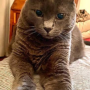 Jo participe au concours pour gagner de l'argent avec cette photo : cat, gray_cat, pet, feline, animal, portrait, close_up, indoors, bed, bedspread, striped_fabric, lounging, sitting, whiskers, ears, green_eyes, fur, cozy, buddha_statue, bedroom
