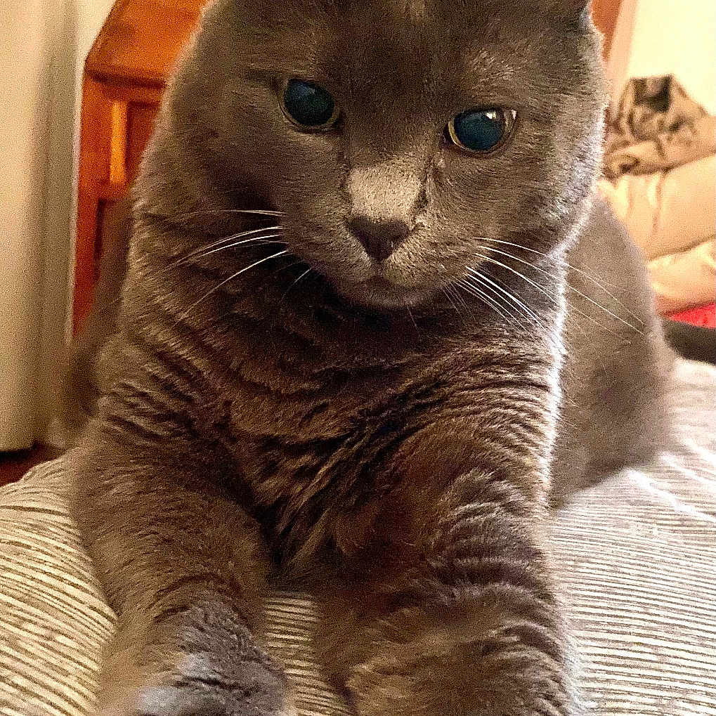 Jo