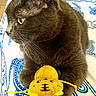 Jo participe au concours pour gagner de l'argent avec cette photo : cat, gray_cat, pet, animal, feline, yellow_toy, mouse_toy, toy, sitting, paws, whiskers, ears, yellow_eyes, short_hair, indoors, blanket, patterned_fabric, close_up, portrait, playful